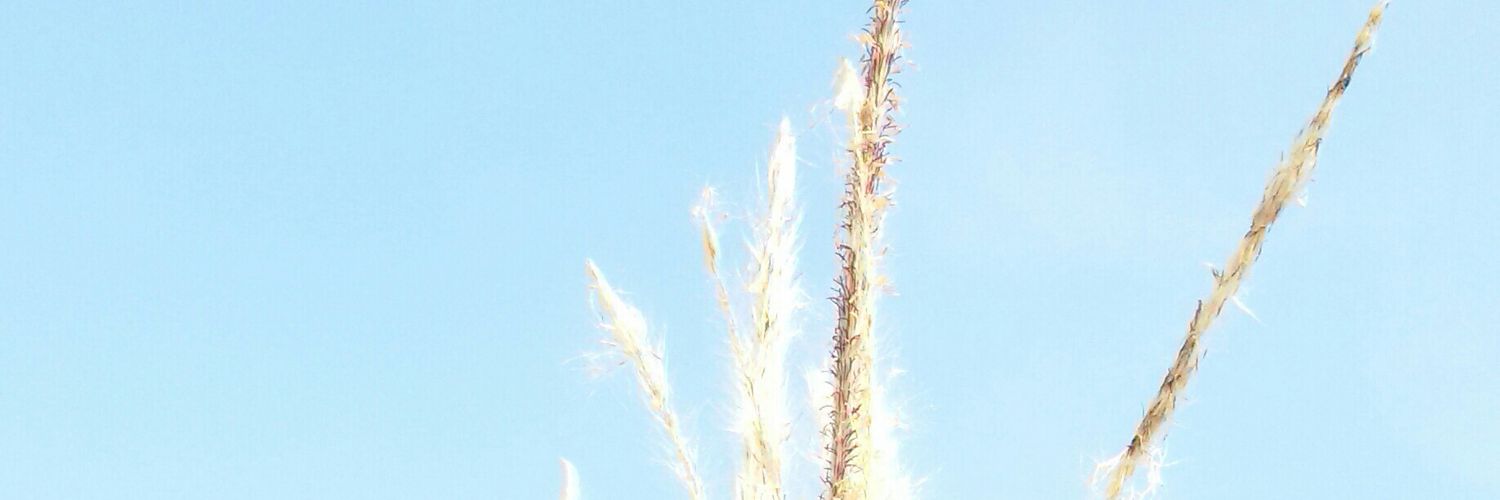memee_kmp's profile banner image