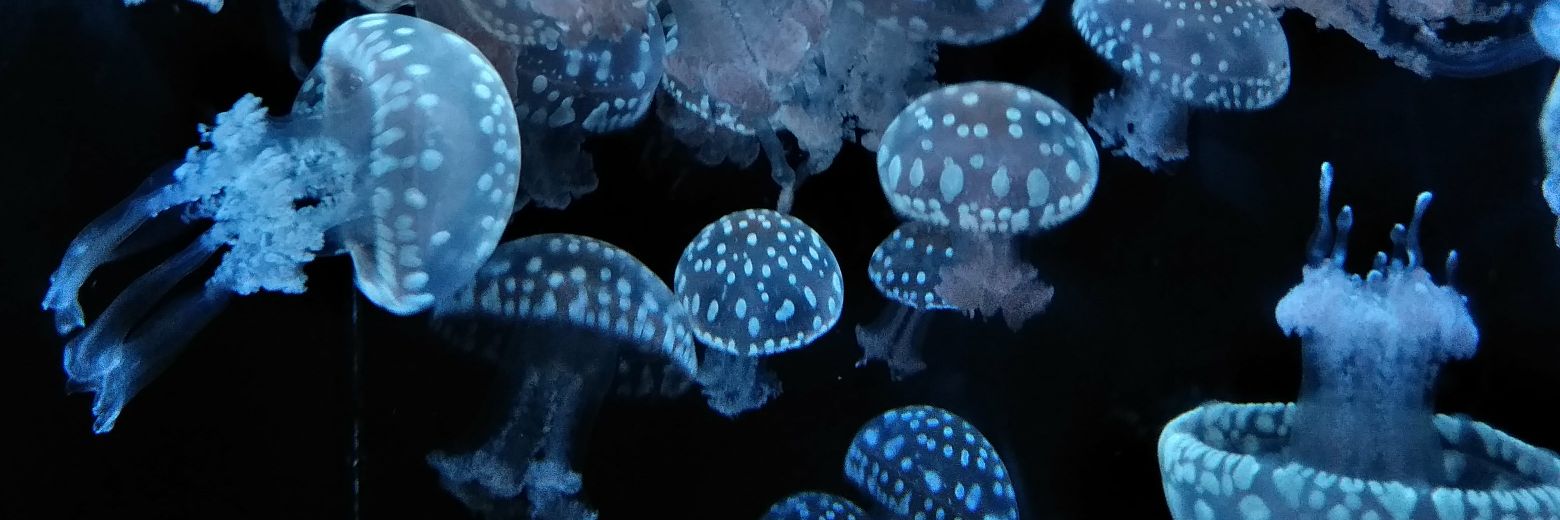 clearjellyfish0's profile banner image