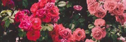 YieldToHonesty's profile banner image