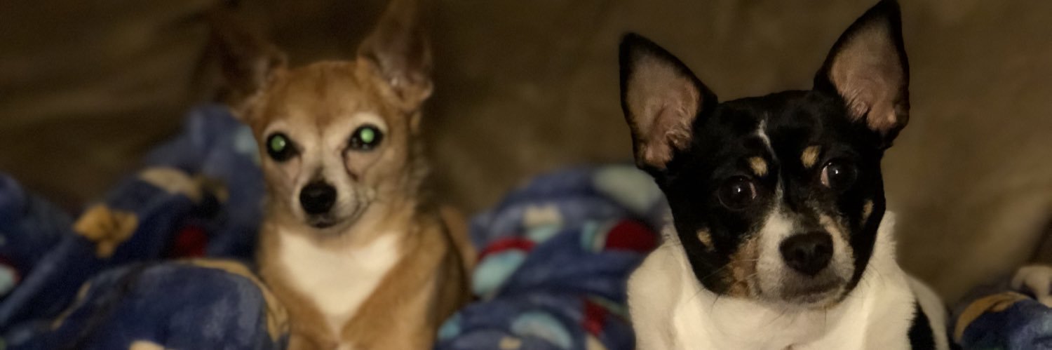AprilFeigles's profile banner image