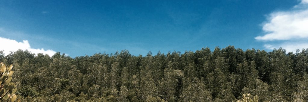 iippaaaappii's profile banner image