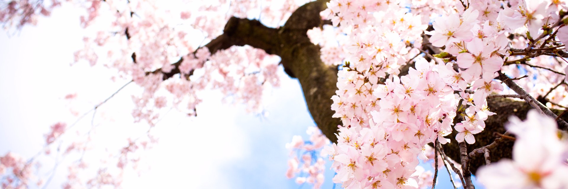 0neBun's profile banner image
