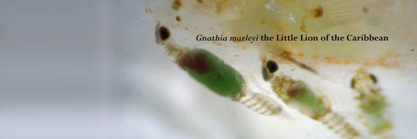 ReefManJohn Profile Banner