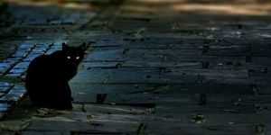 catforce0310's profile banner image