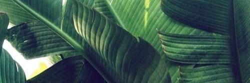 linapeps's profile banner image
