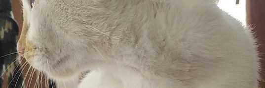 Lichaw05's profile banner image