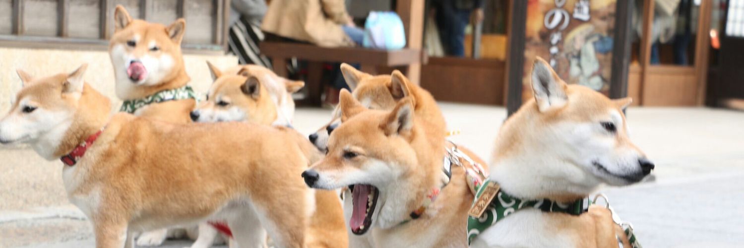 koekoe_A_'s profile banner image