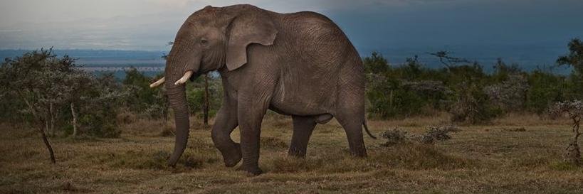 James Mireri 🌎🇰🇪 banner