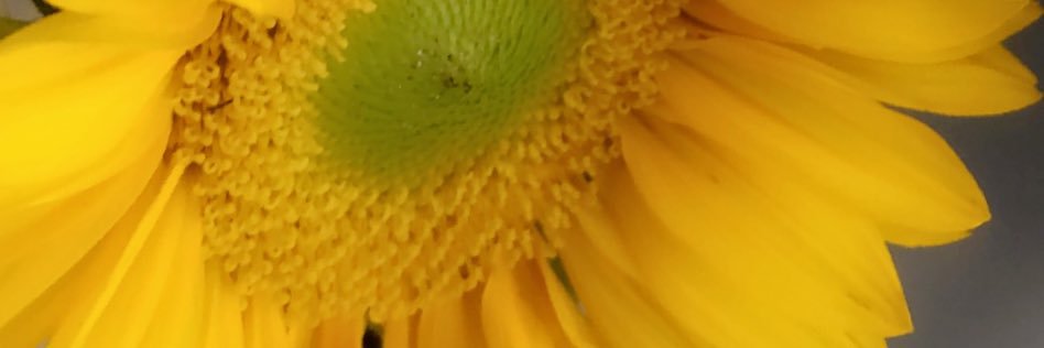 BeeAshuntie's profile banner image