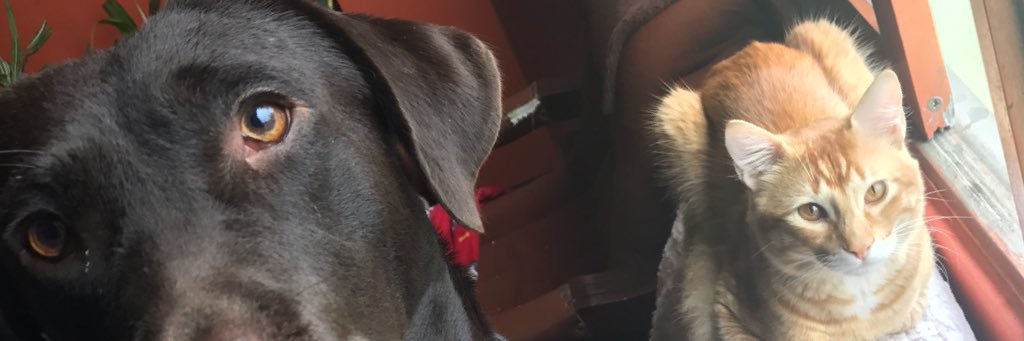LissRN03's profile banner image