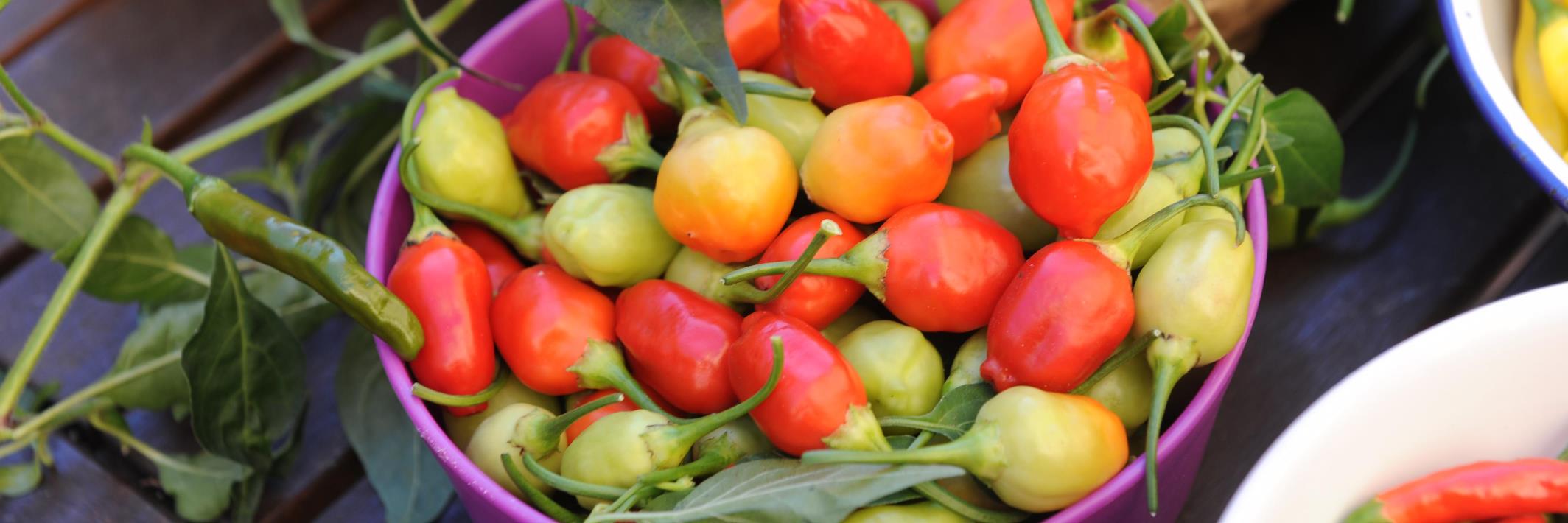 lena israelsson banner