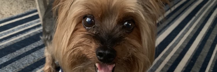Maddie banner