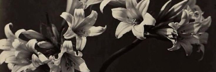 lethanyax's profile banner image