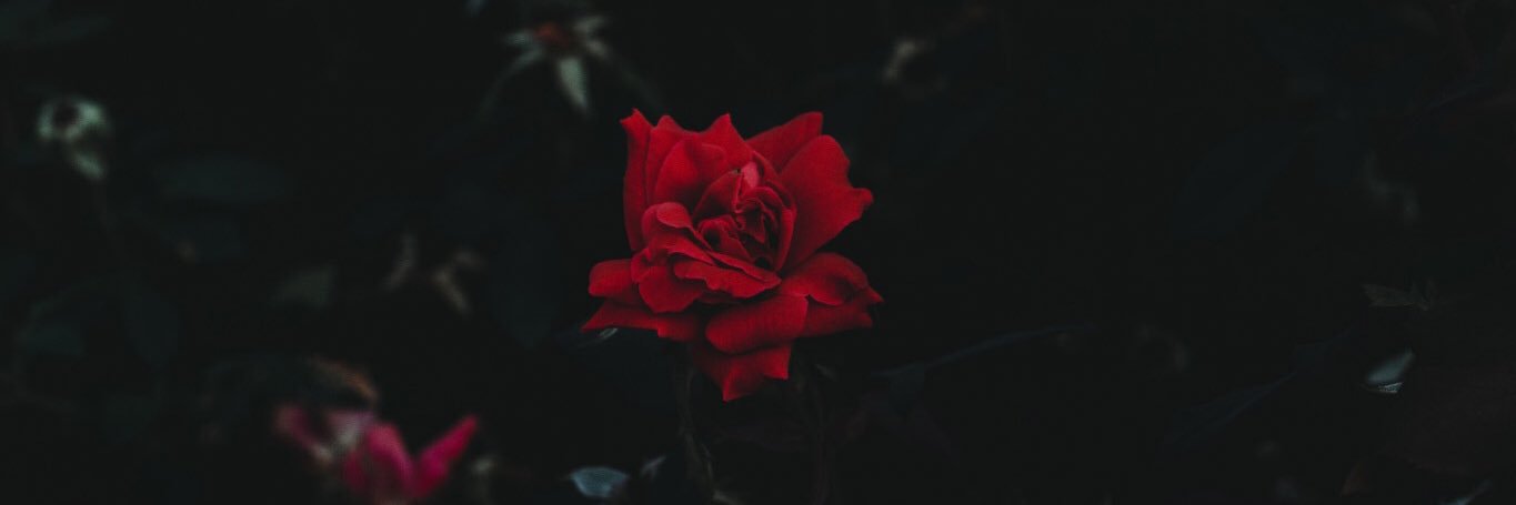 RosSaichon's profile banner image