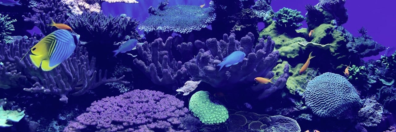 RDIsela's profile banner image