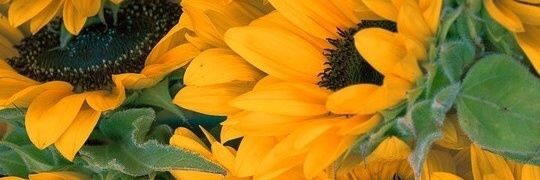flawlessdt's profile banner image