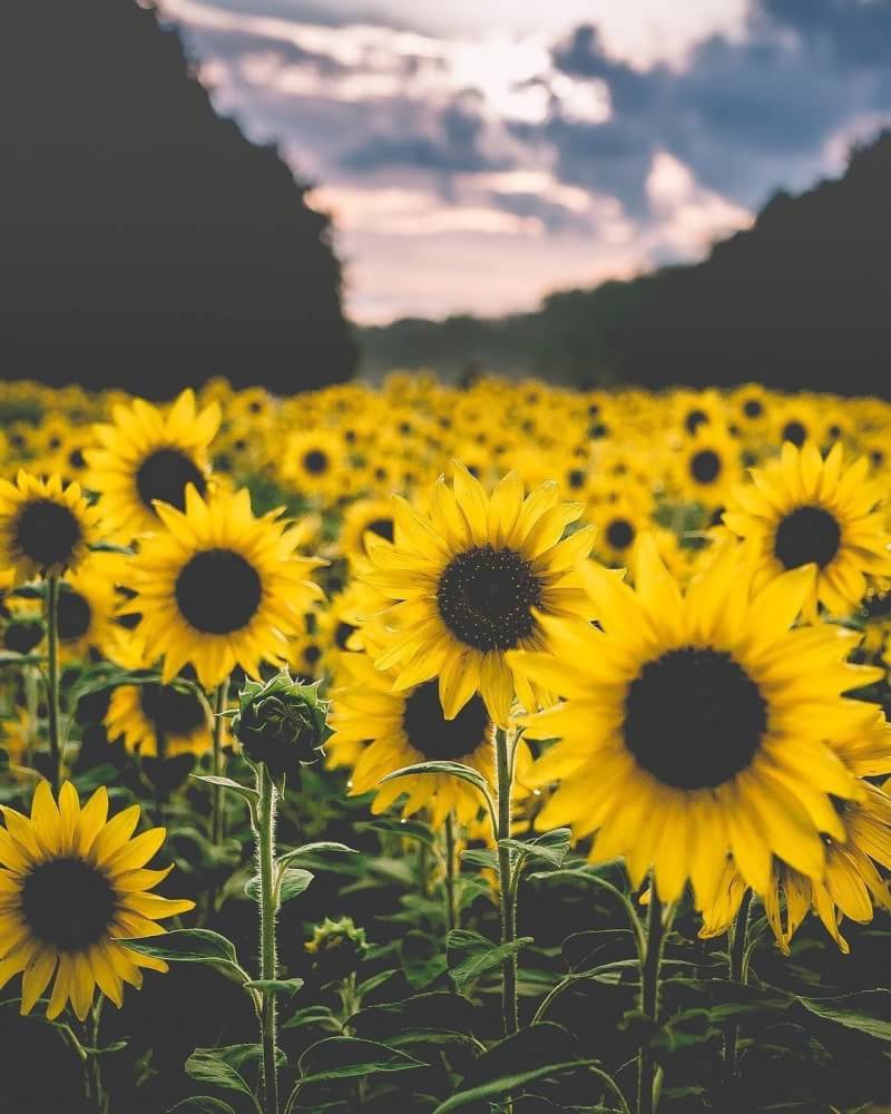 tintinantin's profile banner image