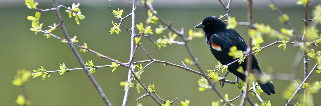 Danforth East Online banner