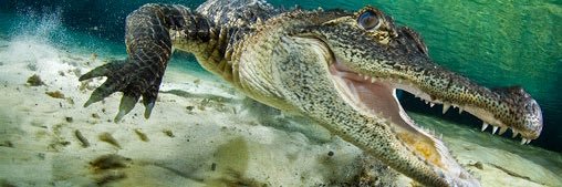 RINK 🐊🙏🏻 banner