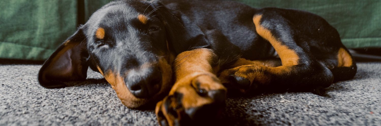 DogstrustNala's profile banner image