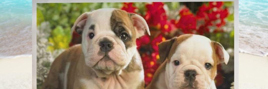 mibulldogingles's profile banner image