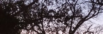 Andi Marchal, Author's banner