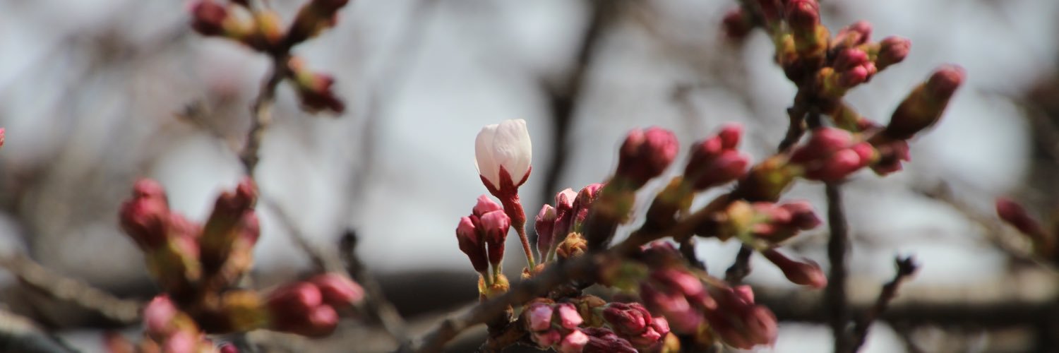 REbsary 🇳🇺 banner