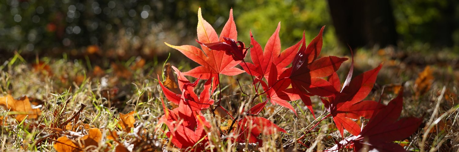 Hayley Leyshon banner