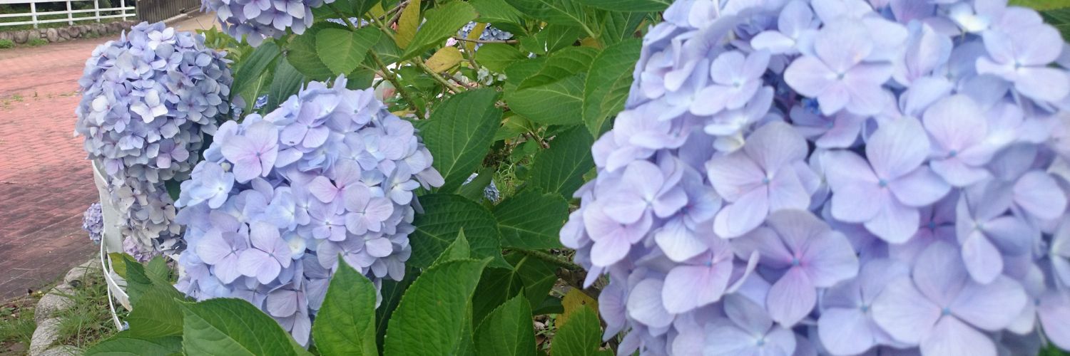 m__chanaka's profile banner image