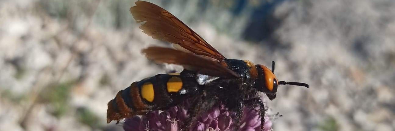 Mechtylda  banner