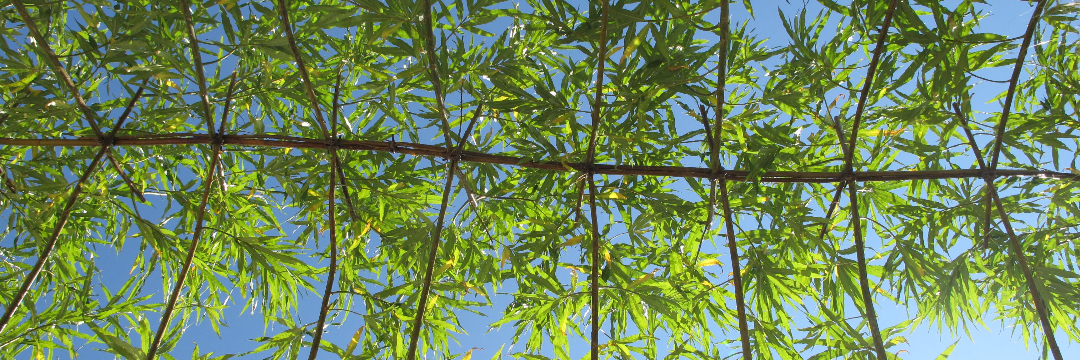 WillowScapes's profile banner image