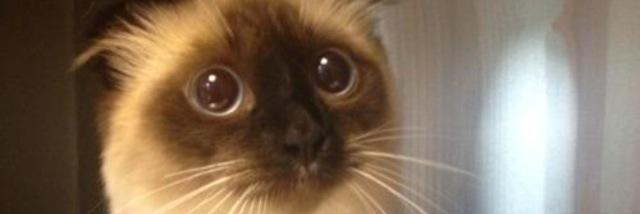 CeeLo_NoGreen's profile banner image