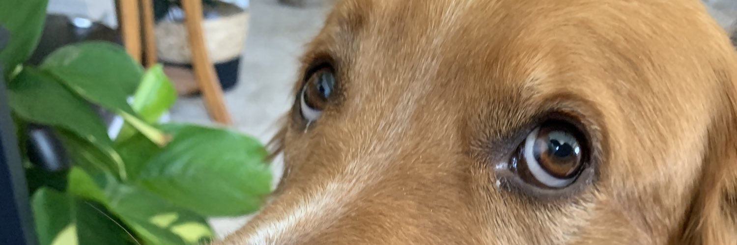 lysscord_'s profile banner image
