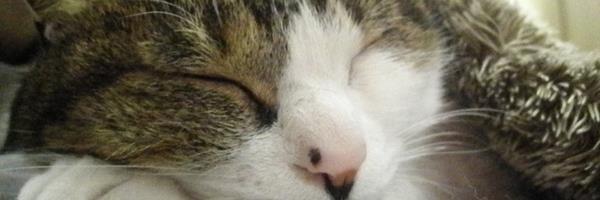 kaisoraDog's profile banner image