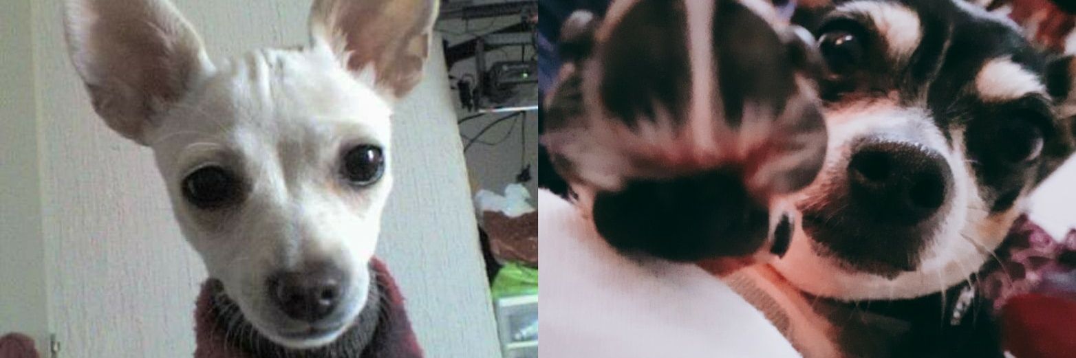 Danniie_GC's profile banner image