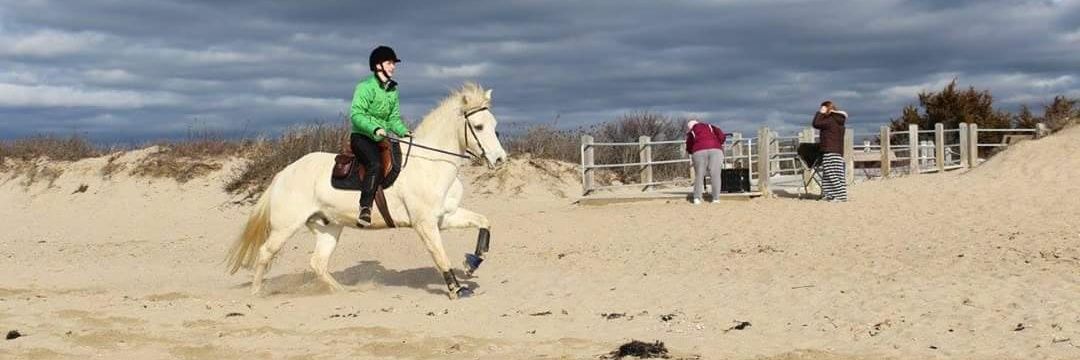 EquestGirl13's profile banner image