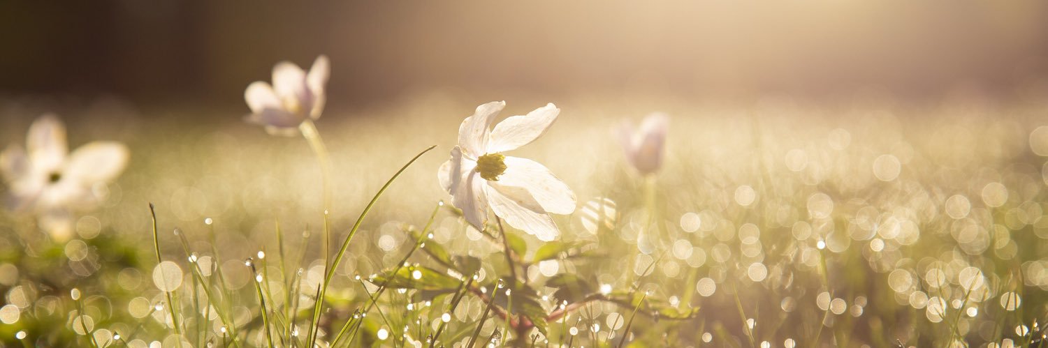 Co2_dryice's profile banner image