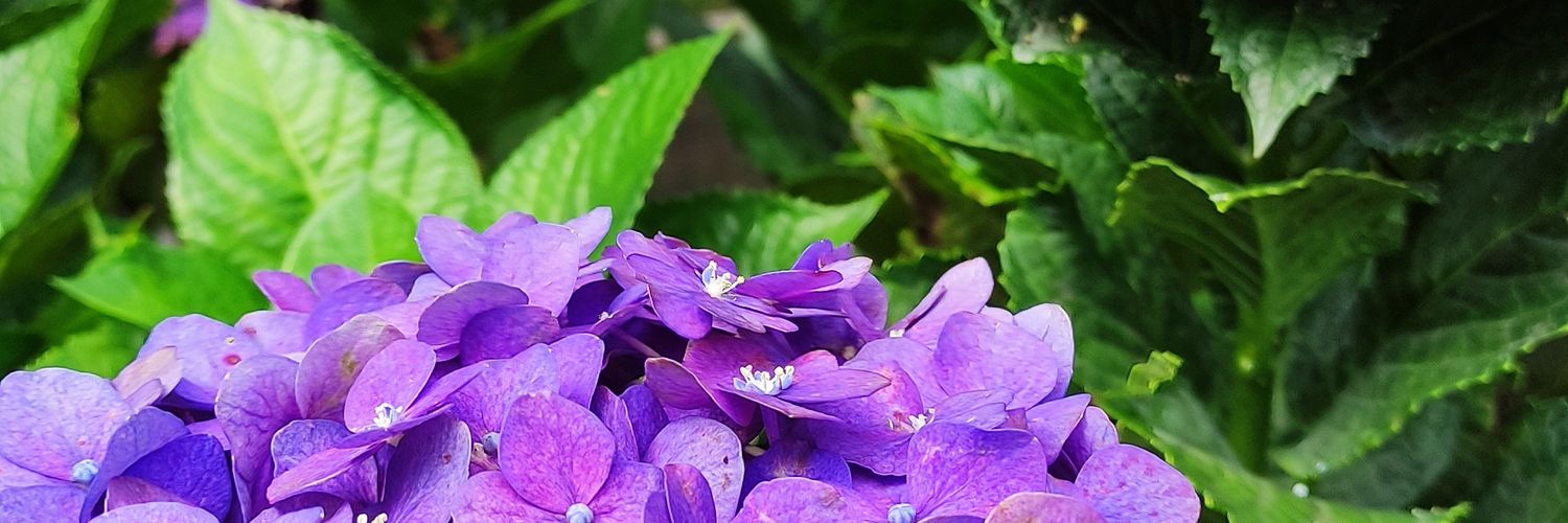 sakuraaaflower's profile banner image