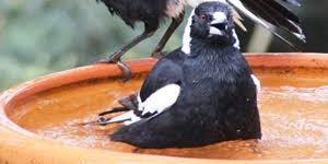 birdlover98's profile banner image