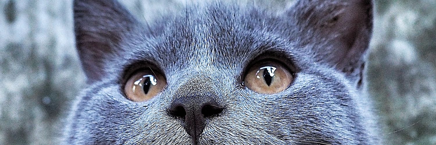 catMeommy's profile banner image