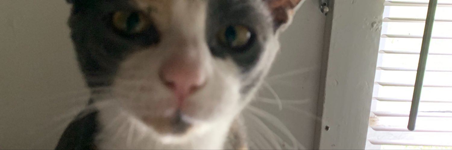 froggipaige's profile banner image