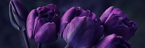 Marischka de Koster ⁷ banner