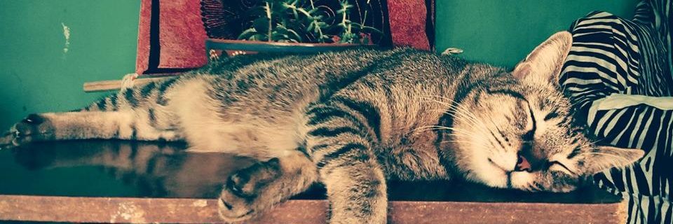 cachitomio166's profile banner image