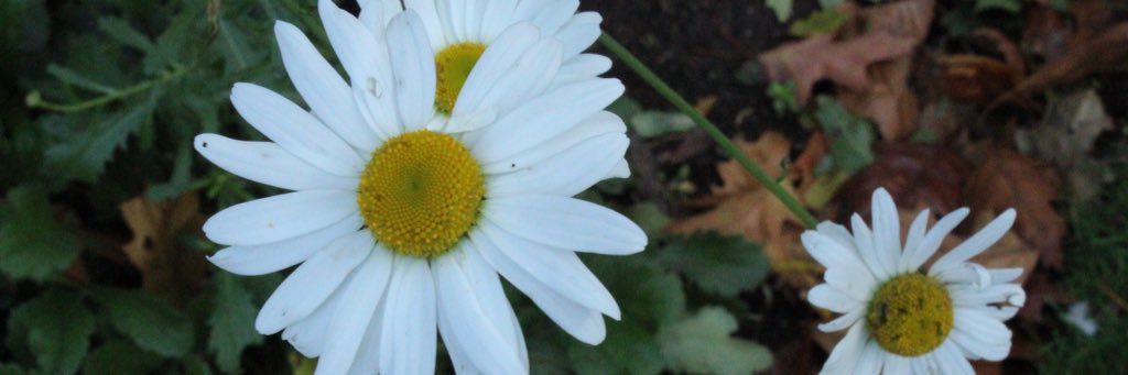 daisygreene20's profile banner image