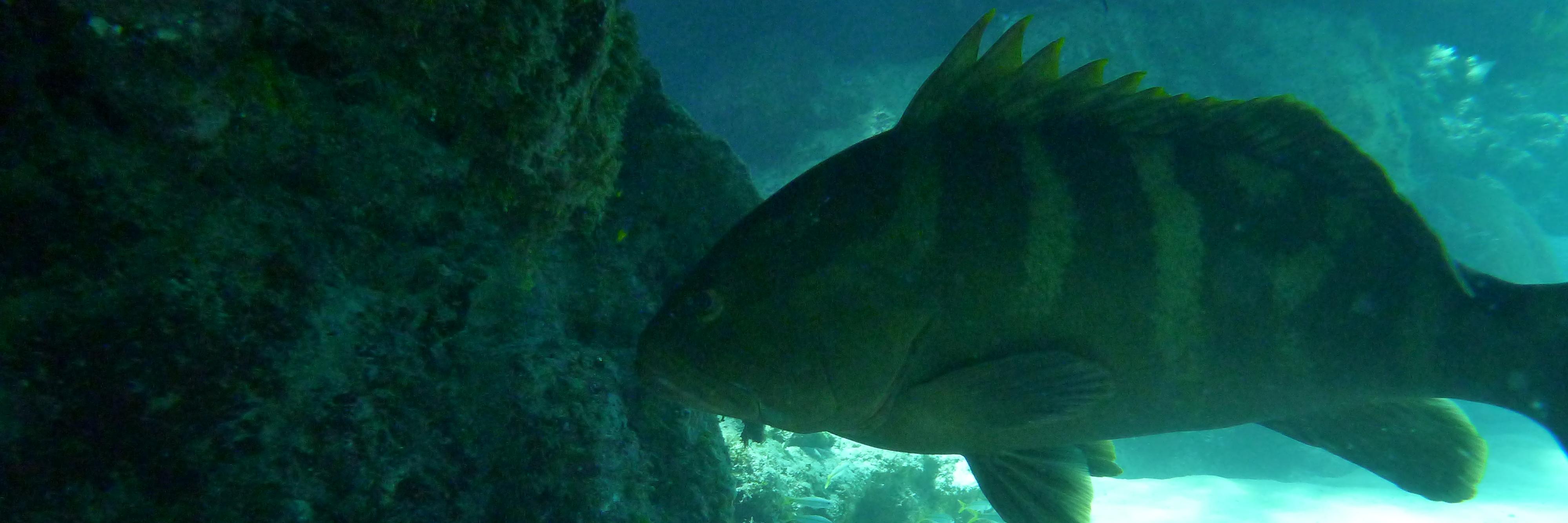 merman2000's profile banner image