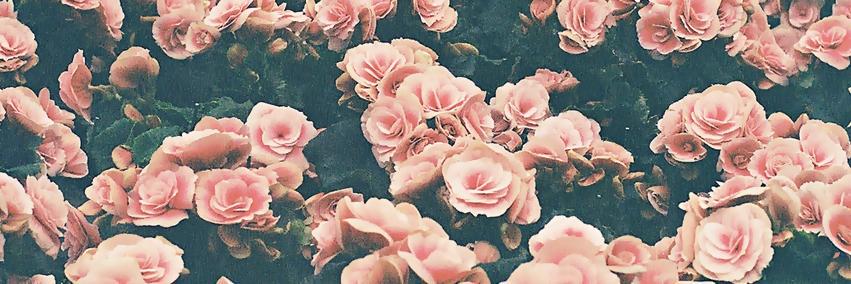 Team_AmandaD's profile banner image