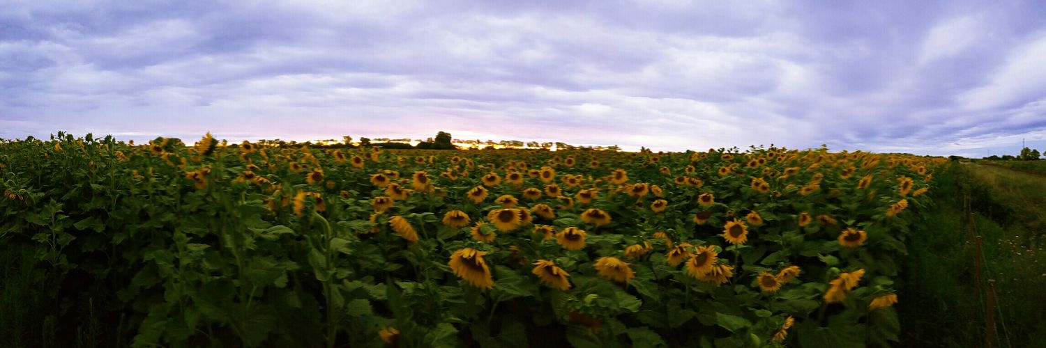 Enzo  Barberis banner