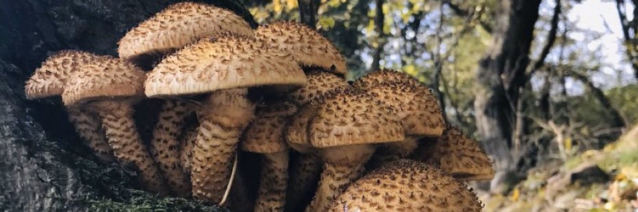 Thomas Simpson banner