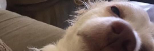 isCocoo's profile banner image