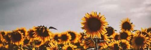 francyB778's profile banner image